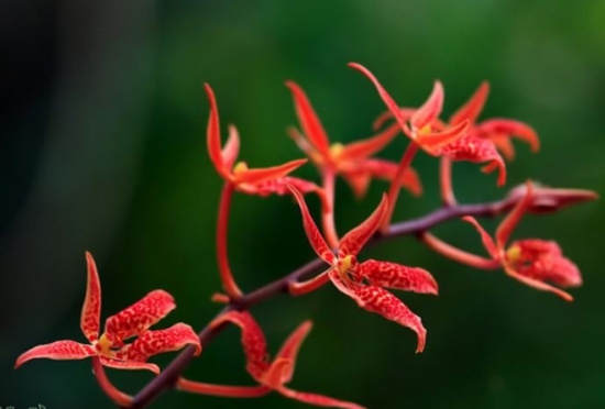 珍稀濒危植物——火焰兰