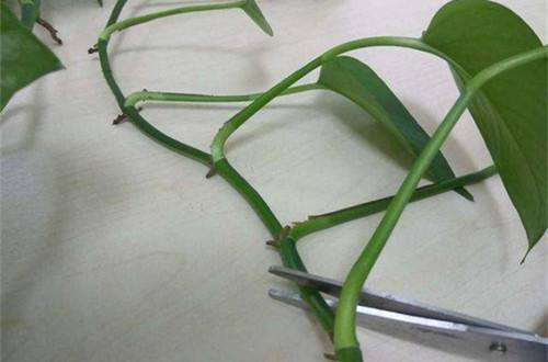 绿萝扦插快速生根方法，4个扦插方法使绿萝快速生根