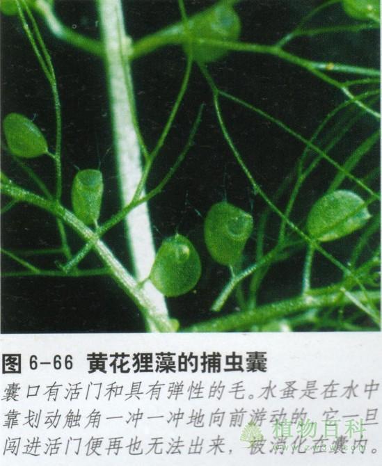 黄花狸藻的捕虫囊
