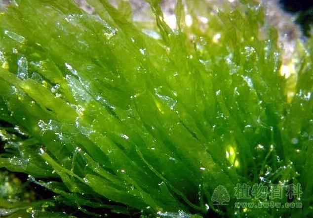 藻类植物