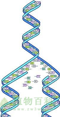 植物细胞核的遗传密码