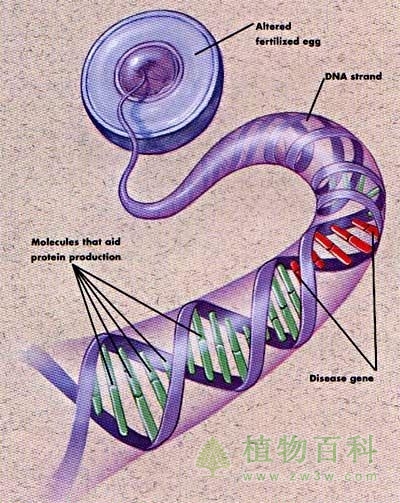 生物前沿科技－植物转基因工程