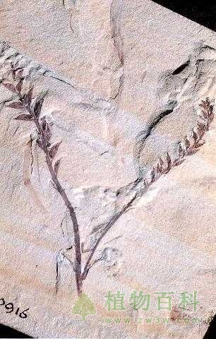 世界上被发现最早的开花植物化石