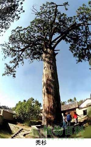 秃杉是世界稀有的珍贵树种