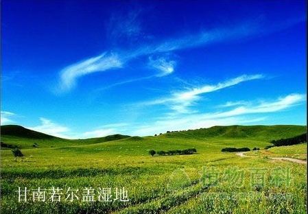 中国最美六大沼泽湿地