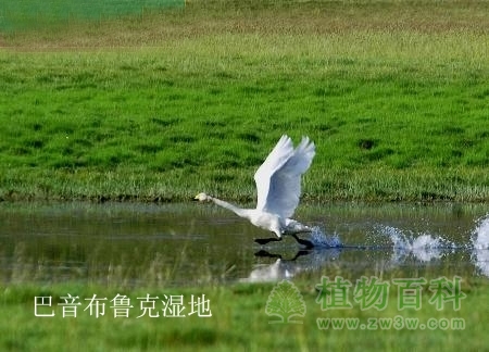 中国最美六大沼泽湿地
