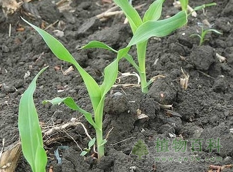 土壤空气与作物生长及肥力的关系