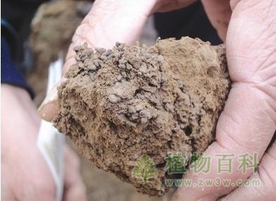 土壤孔隙