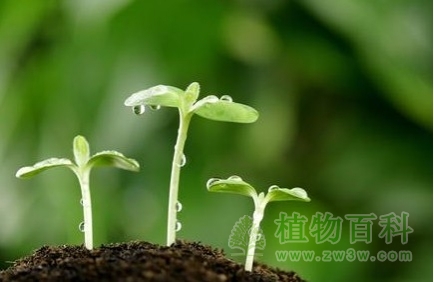 植物生长大周期