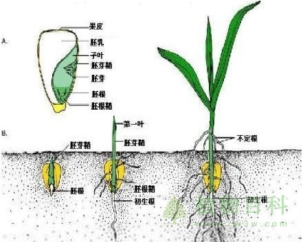 植物的生长与分化
