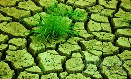 植物旱害的机制