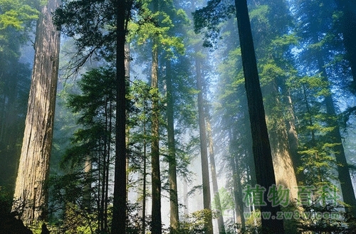 森林生态系统与森林动态