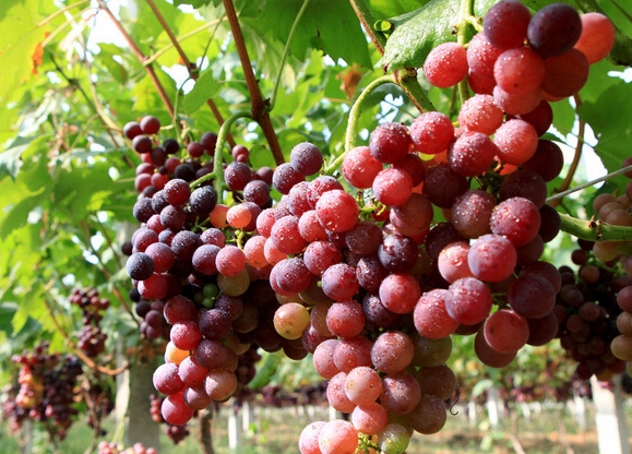 葡萄 葡萄树多少钱一颗 葡萄树多少钱一颗 葡萄树苗 葡萄的功效与作用 365betcom