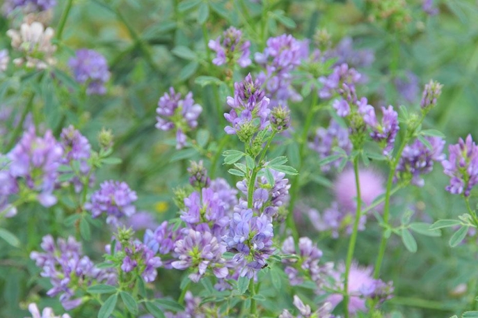 紫花苜蓿 紫花苜蓿的资料 紫花苜蓿栽培技术 紫花苜蓿养护 植物之家