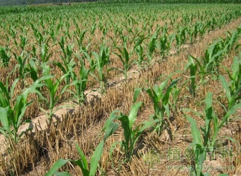 玉米苗期的田间管理