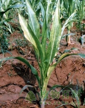 春播玉米栽培技术及病虫害防治