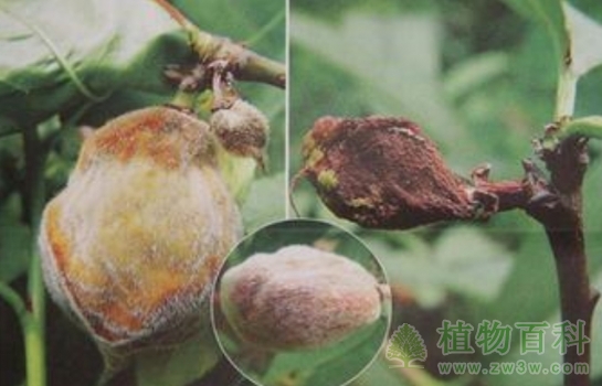桃树褐腐病
