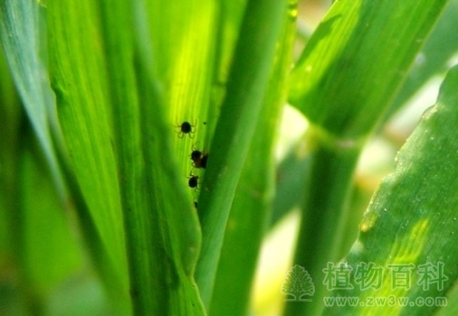 春季小麦的虫害防治