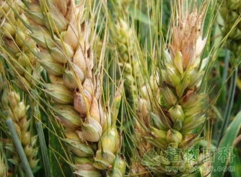 小麦生长中后期的病虫防治