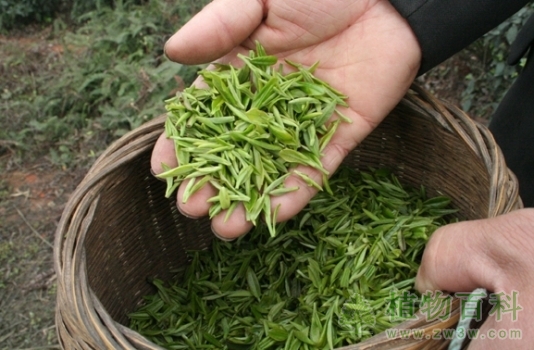 茶叶的采摘技术