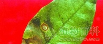 桂花假尾孢褐斑病