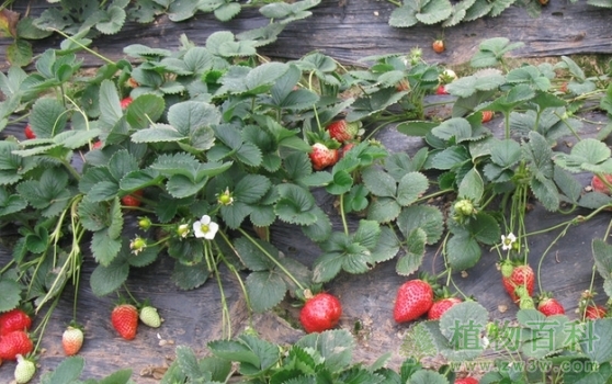 草莓春季管理注意事项