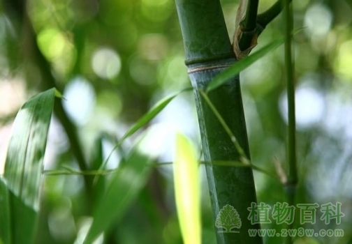 黄竹的栽培技术
