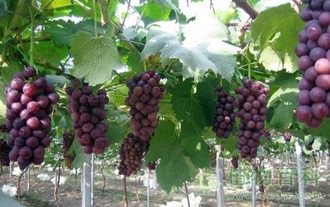 北方葡萄栽培技术