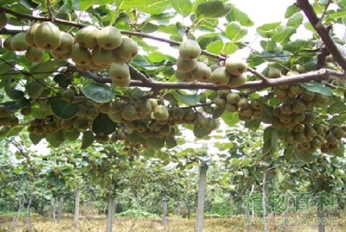 猕猴桃的种植技术