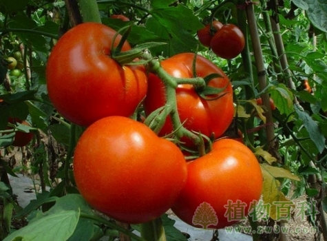 番茄（西红柿）