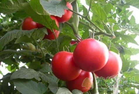 番茄又名西红柿