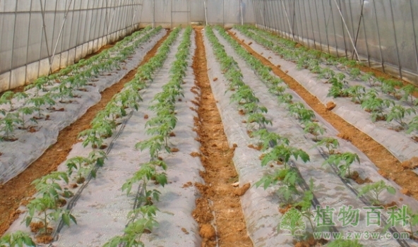 番茄种植技术