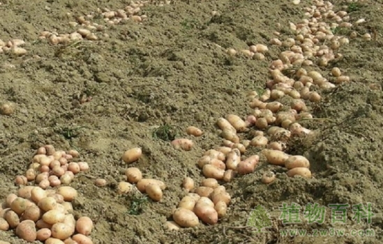 马铃薯（土豆）栽培技术