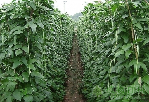 豆类蔬菜栽培技术